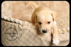 Pippin Puppy