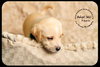 Pippin Puppy