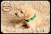 Pippin Puppy