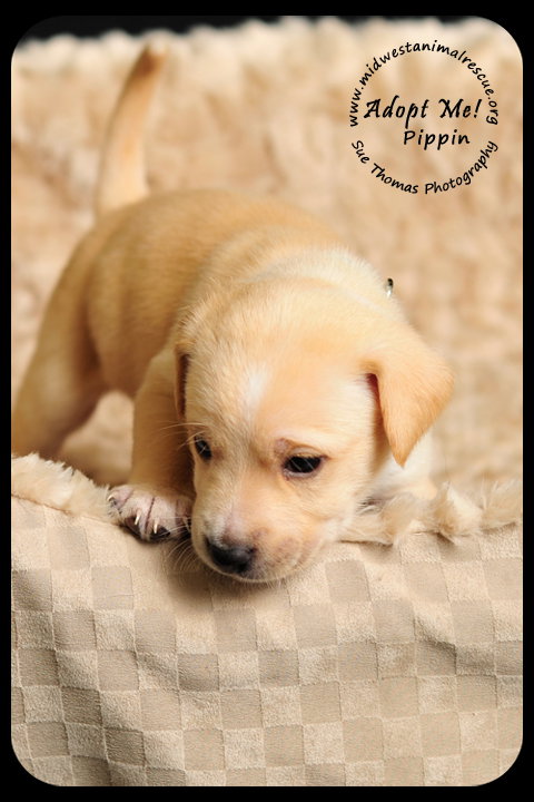 Pippin Puppy