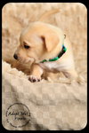 Pippin Puppy