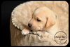 Pippin Puppy