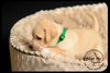 Pippin Puppy