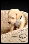 Pippin Puppy
