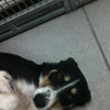 Livia