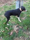 Livia