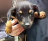 Lilah-Puppy