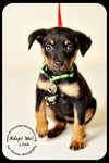 Lilah-Puppy