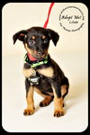 Lilah-Puppy