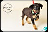 Lilah-Puppy
