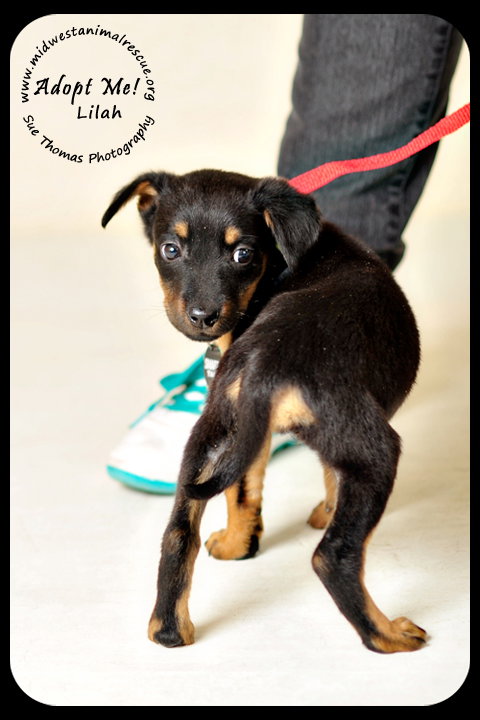 Lilah-Puppy