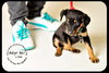 Lilah-Puppy