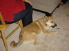 Buster