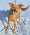 Golda Puppy