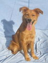 Golda Puppy