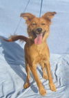 Golda Puppy
