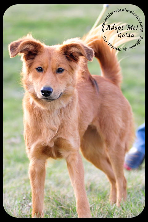 Golda Puppy