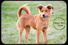 Golda Puppy