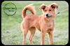Golda Puppy