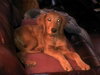 Bert - Very Special Home Needed