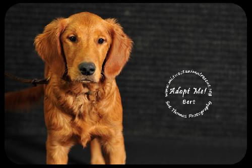 Bert - Very Special Home Needed