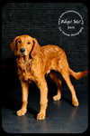 Bert - Very Special Home Needed