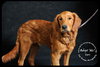 Bert - Very Special Home Needed