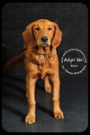 Bert - Very Special Home Needed