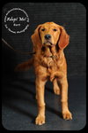 Bert - Very Special Home Needed