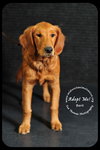 Bert - Very Special Home Needed