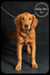 Bert - Very Special Home Needed