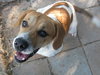 Doogie
