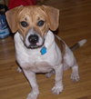 Doogie