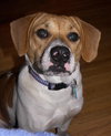 Doogie