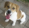 Doogie