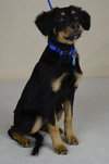 Collin Puppy