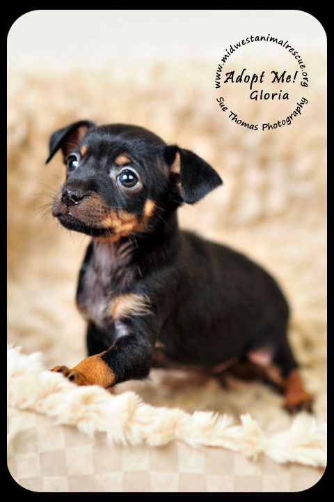 Gloria