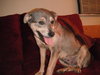 Sheba