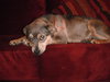 Sheba