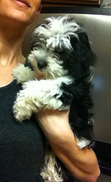 Miles-Puppy