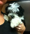 Miles-Puppy