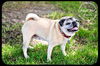 Gert