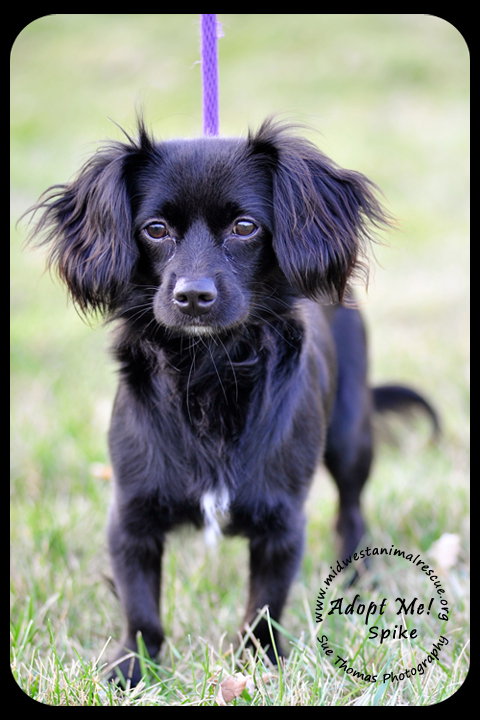 Spike