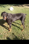 Baron