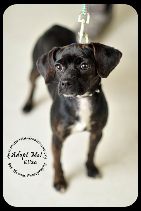Eliza