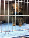 One Eyed Willie *URGENT* Foster Needed