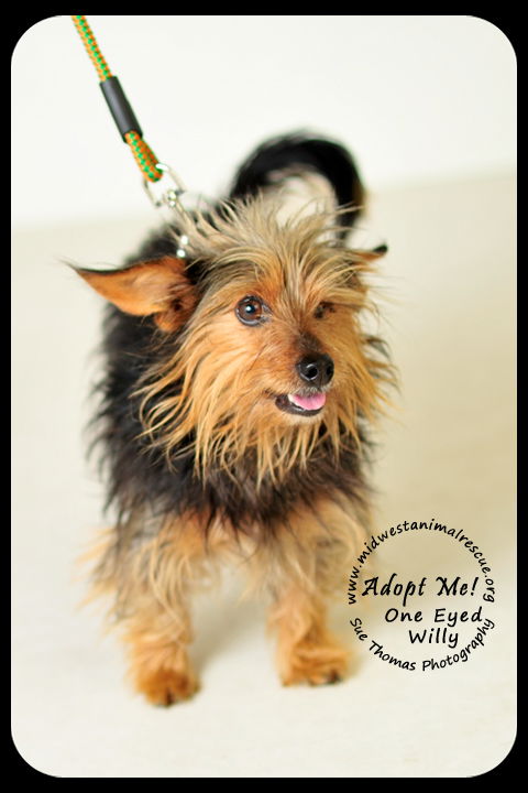 One Eyed Willie *URGENT* Foster Needed