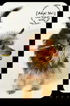 One Eyed Willie *URGENT* Foster Needed