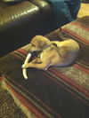Fisher Puppy