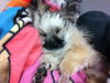 Kitty-puppy